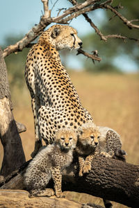 Cheetah with cubs on tree trunk