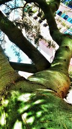 Low angle view of trees