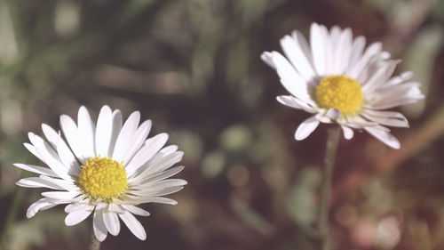 Close-up of white flower blooming outdoors