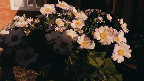 Close-up of flowers