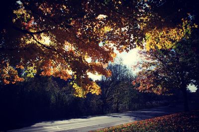 Trees in autumn