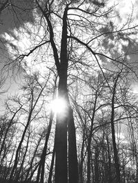 Low angle view of trees in forest against sky