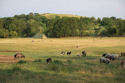 Sheep grazing in a field  fort hahneberg 
