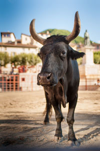 Portrait of a bull