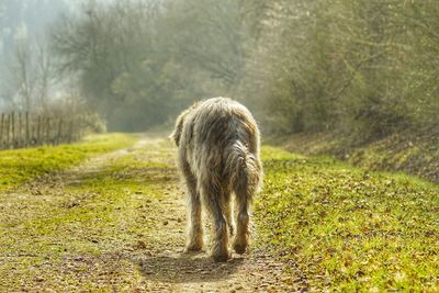 Dog on field