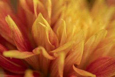 Macro shot of pink flower