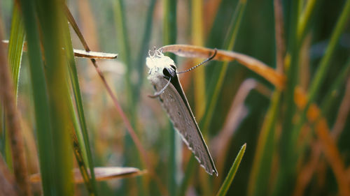 Close-up of insect on grass