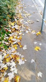 High angle view of leaves in water