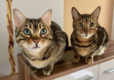 Portrait of tabby cats at home