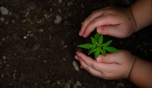 Close-up of hand holding leaves