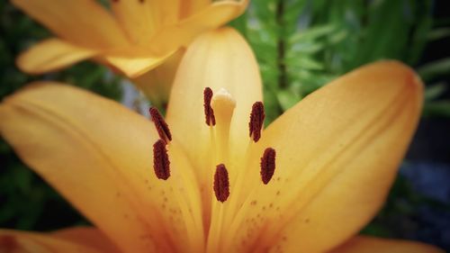 Close-up of yellow flower blooming outdoors