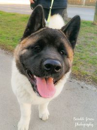 Close-up portrait of a dog