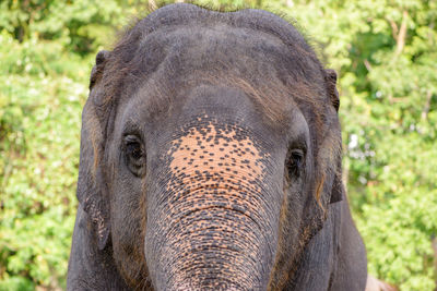 Close-up of elephant in forest