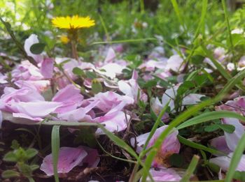 Close-up of purple flowers blooming in field