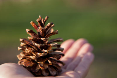 Close-up of hand holding pinecones