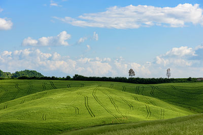 Scenic view of agricultural field against sky