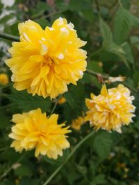 Close-up of yellow marigold blooming outdoors