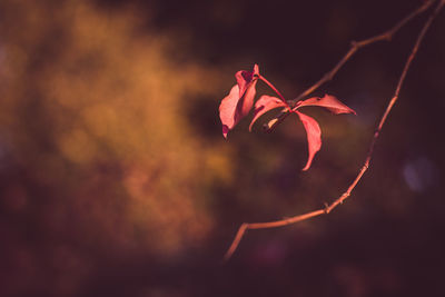Close-up of red flowering plant