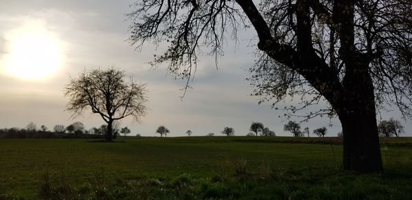 Trees on field against sky