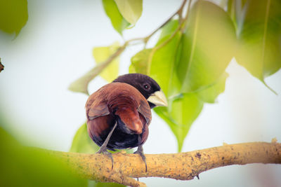 Close-up of bird perching on branch