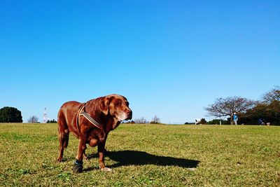 Dog on field against clear blue sky