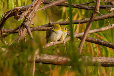 Bird perching on branch