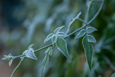 Close-up of plant leaves during winter