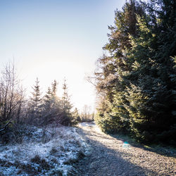 Empty road amidst trees against clear sky during winter