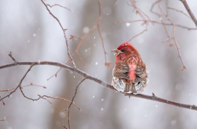 Purple finch in the snow