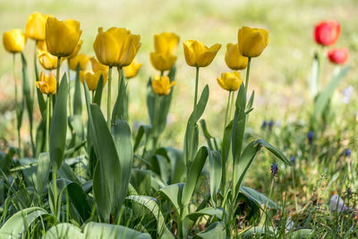 Close-up of yellow tulip flowers in field