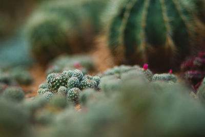 Close-up of small cactus plant