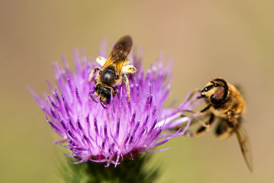 Close-up of honey bee pollinating on purple flower