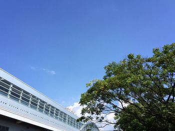 Low angle view of trees against blue sky