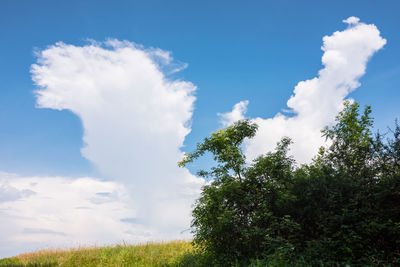 Low angle view of trees against sky
