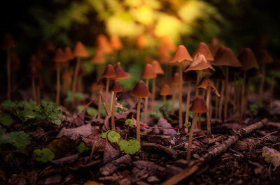 Close-up of mushroom growing on field