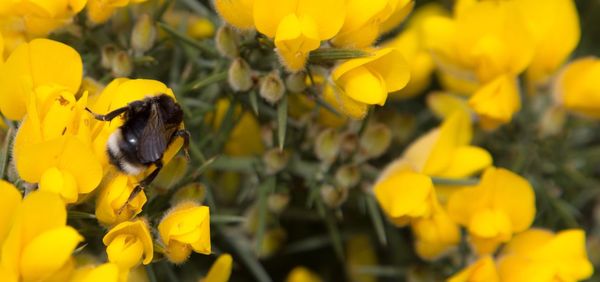 Close-up of bee on yellow flowers