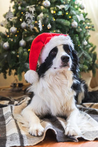 Funny puppy dog border collie wearing christmas red santa hat near christmas tree at home indoors