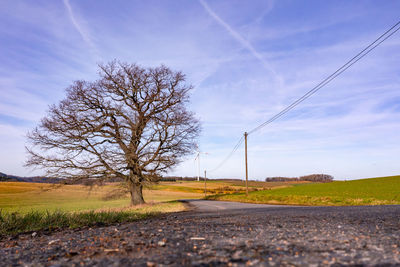 A rural landscape with a tree and a wind turbine for green electricity generation