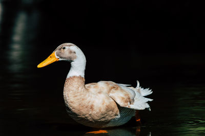 Close-up of duck swimming in lake