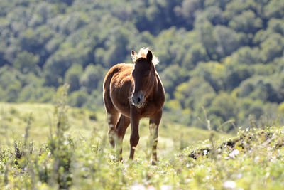 Close-up of a horse