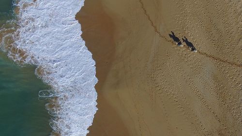 Close-up of birds on sand at beach