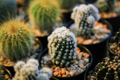 Close-up of succulent plant