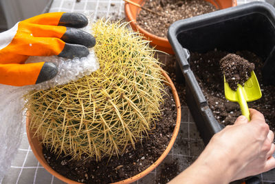 High angle view of person gardening