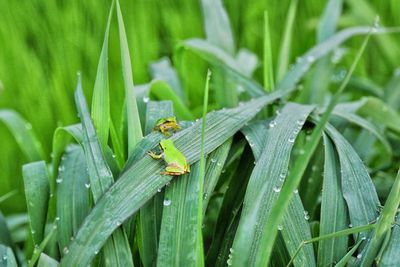 Close-up of insect on leaf