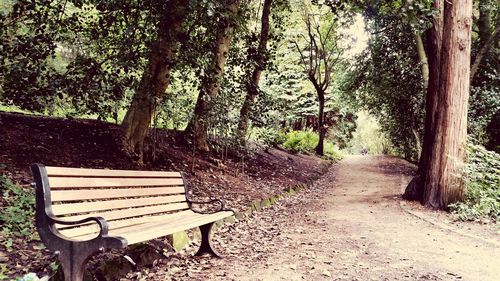 Empty footpath amidst trees