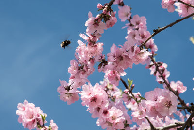 Low angle view of pink blossoms against sky