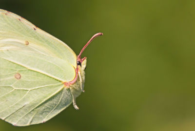 Close-up of butterfly on leaf