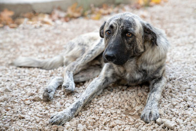 Stray dog of gray and white color lies on ground and looks into frame with sad eyes