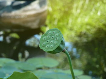 Close-up of lotus water lily