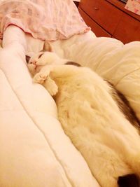 Close-up of cat relaxing on the wall